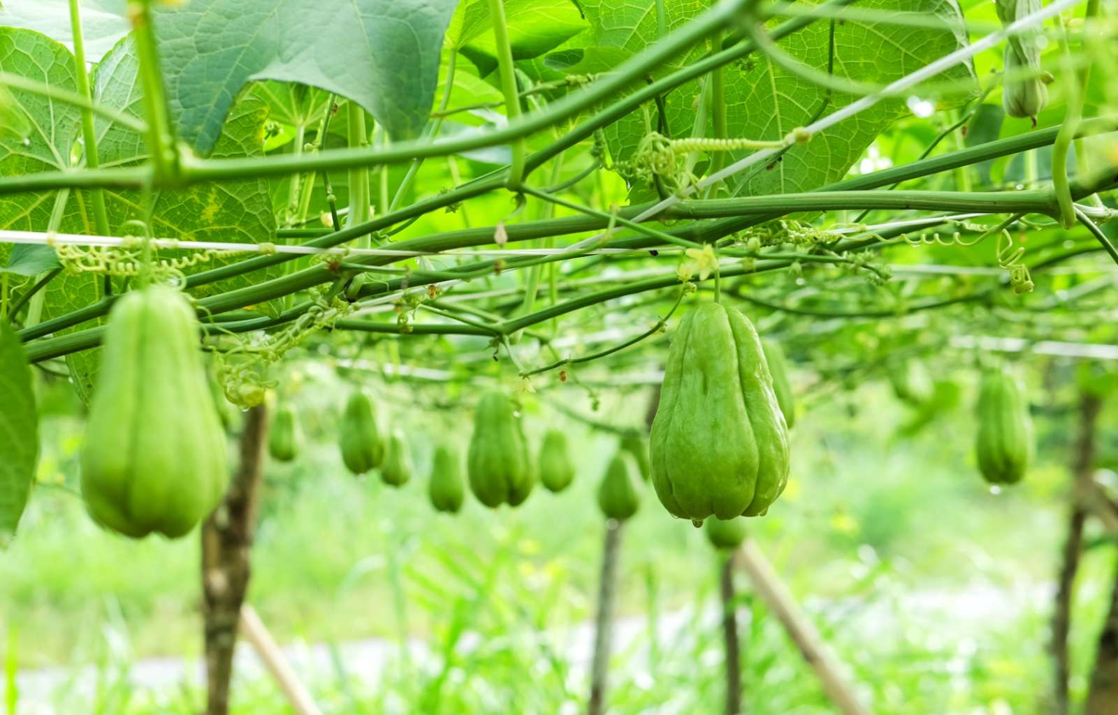 Gemüse des Monats Oktober Chayote